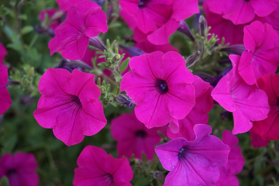 Petunias Magenta Photograph by Susan Brown - Fine Art America