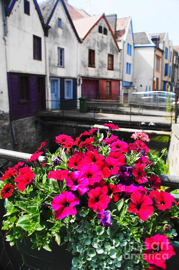 Petunias of Amiens Photograph by Therese Alcorn
