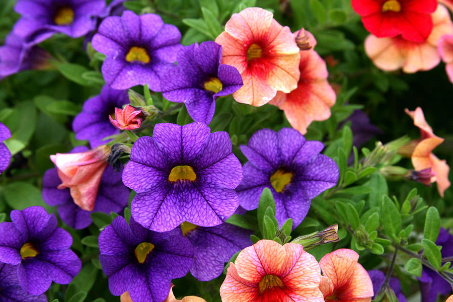 Petunias Photograph by Terry Burgess