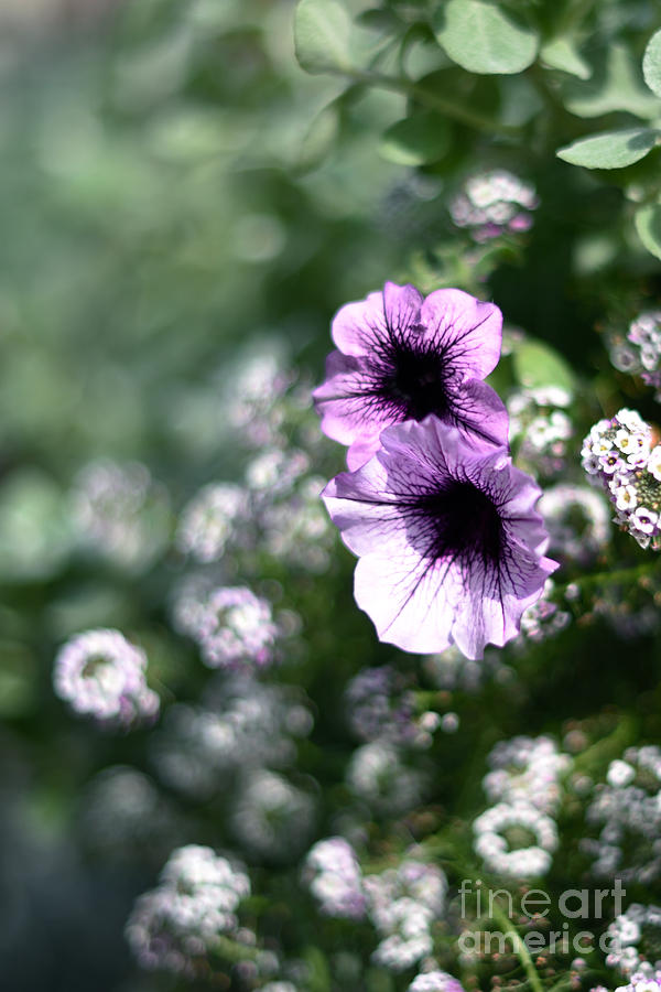 Flower Photograph - Petunias by Yoko Takei Do