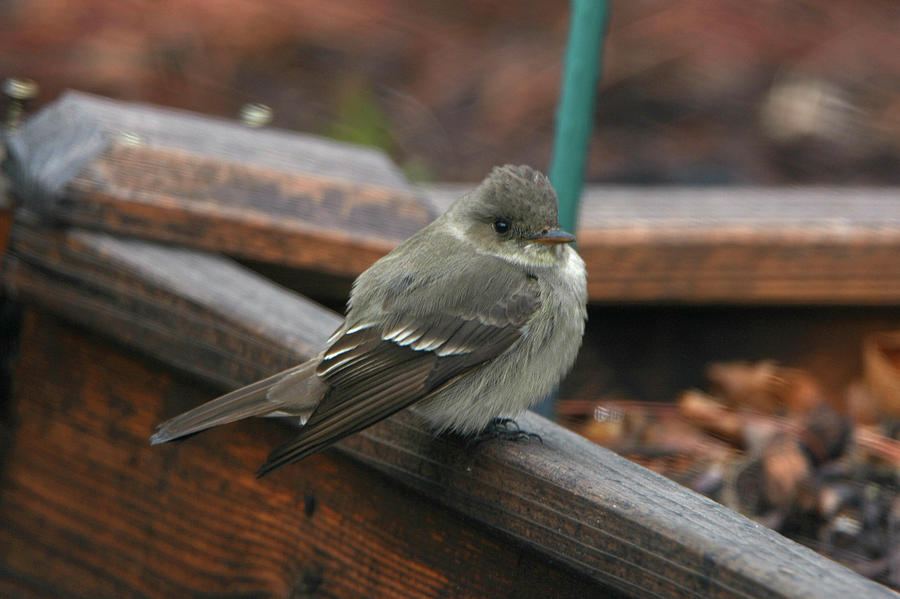 Bird Photograph - Pewee by Paulina Roybal Bird Photograph - Pewee by Paulina Roybal