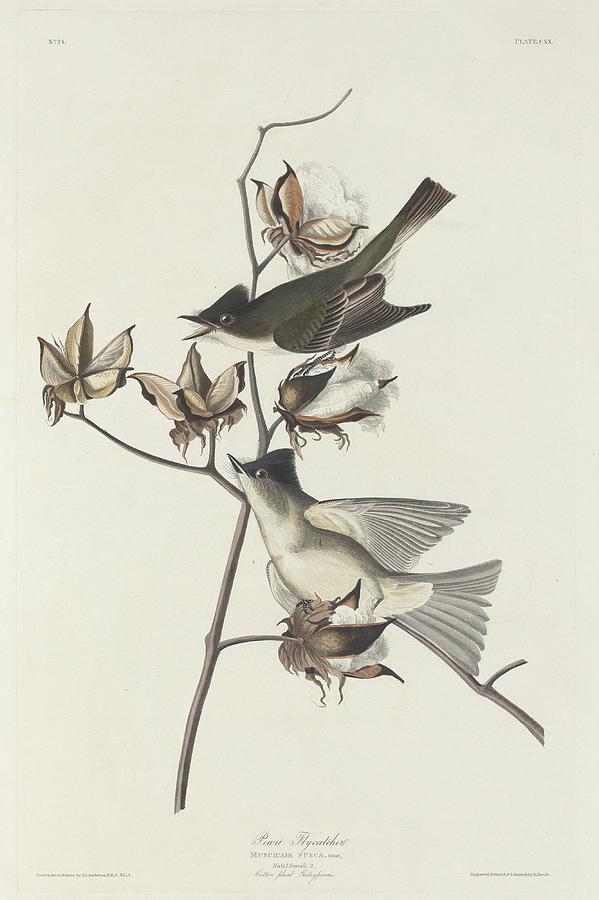 John James Audubon Drawing - Pewit Flycatcher by Dreyer Wildlife Print Collections 