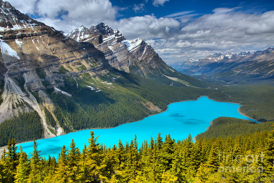 Peyto Blue In The Forest Photograph by Adam Jewell