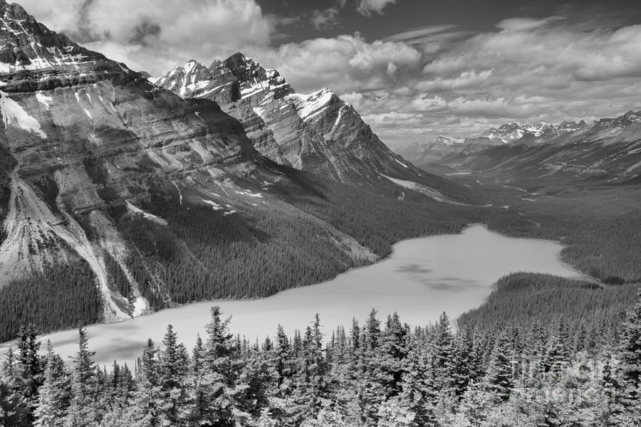 Peyto Blue In The Forest Black And White Photograph by Adam Jewell