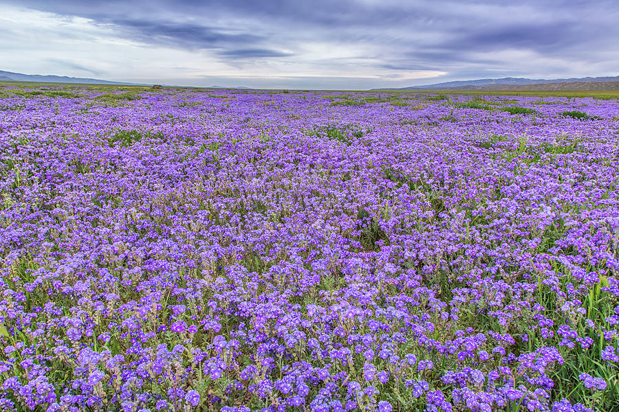Phacelia Field And Clouds Photograph