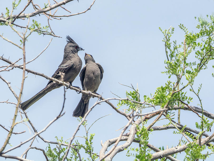 Phainopepla Adult and Juvenile Photograph by Tam Ryan