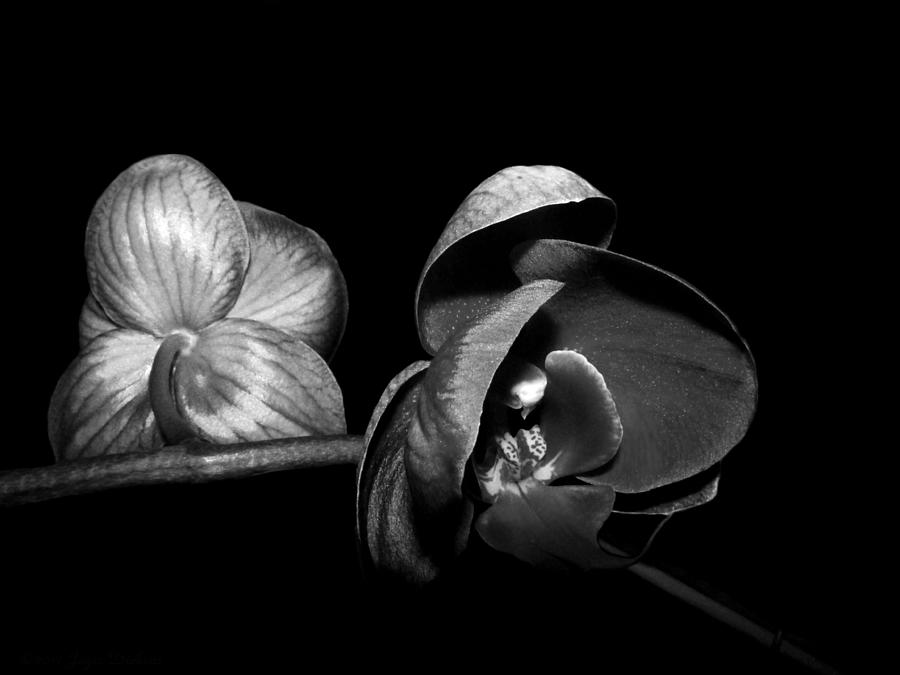 Phalaenopsis Beauties B And W Photograph by Joyce Dickens