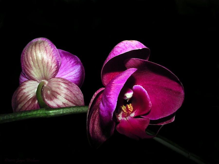 Phalaenopsis Beauties Photograph by Joyce Dickens