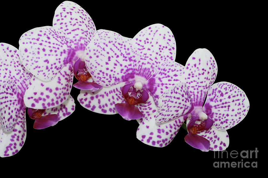 Phalaenopsis Brother Little Spotted Photograph By Judy Whitton