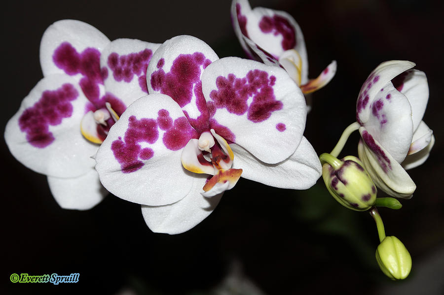 Phalaenopsis Hybrid Orchid Photograph by Everett Spruill