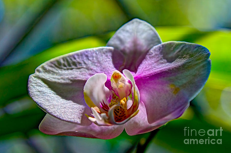 Phalaenopsis in Natural Light Photograph by Gary Holmes