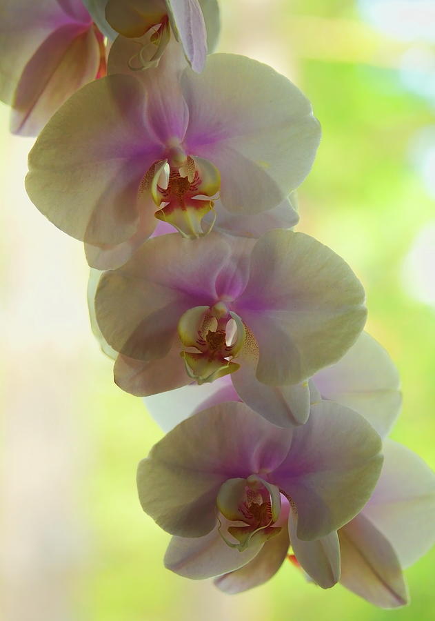 Phalaenopsis Maki Watanabe Photograph by Dale Kauzlaric