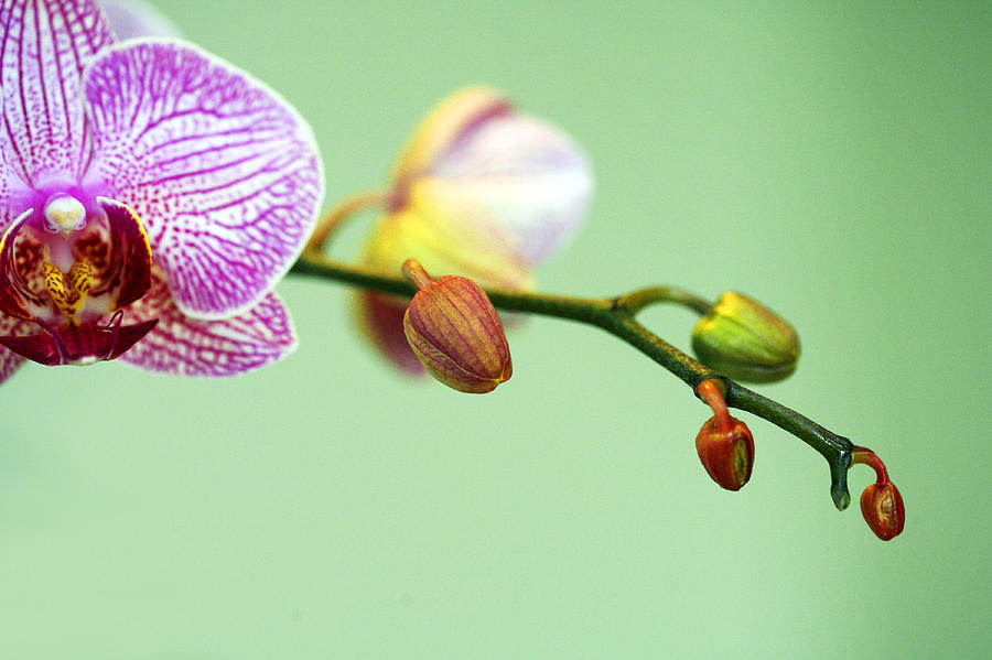 Phalaenopsis Photograph by Marilyn Hunt