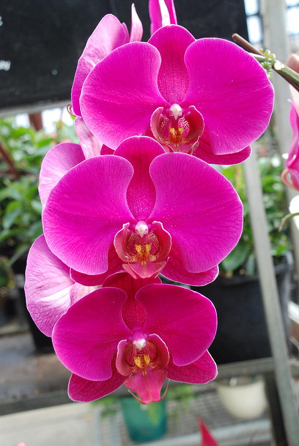 Phalaenopsis Moth Orchid Photograph by Ee Photography