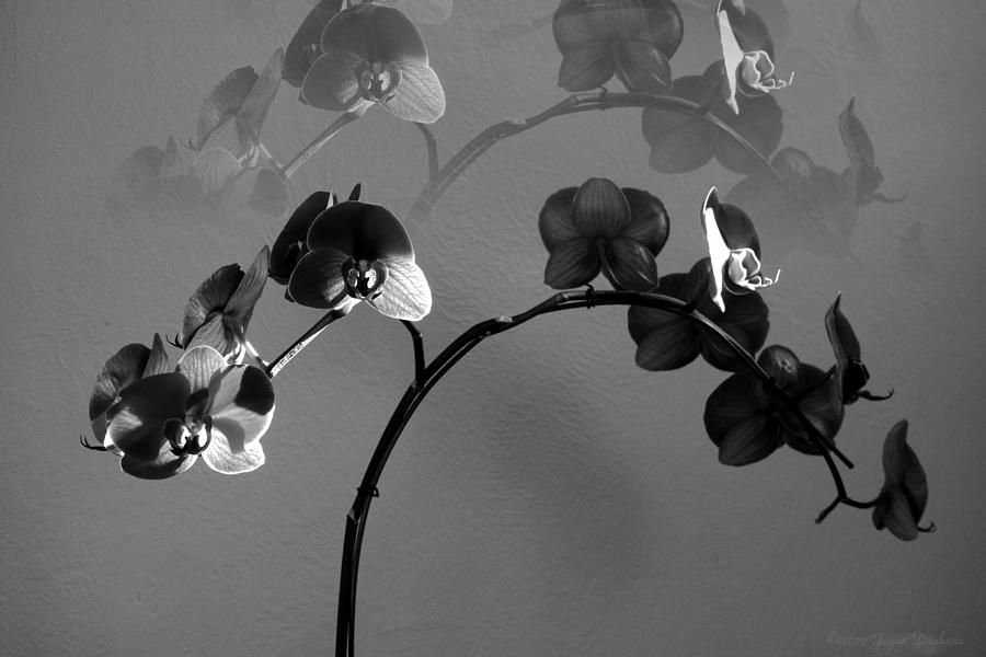 Phalaenopsis Orchcid In Black and White Refracted Photograph by Joyce Dickens