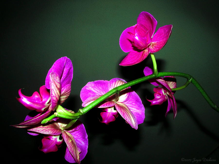 Phalaenopsis Orchid Blooms Photograph by Joyce Dickens