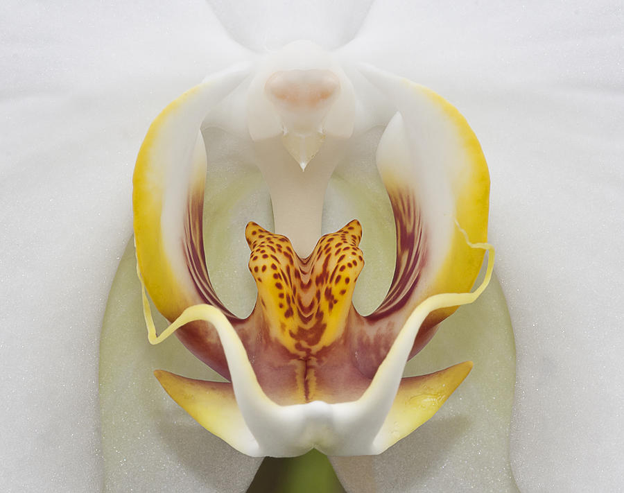 White Photograph - Phalaenopsis Orchid Blossom by Ken Barrett