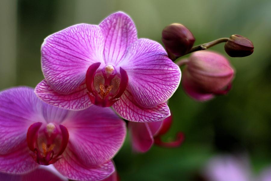 Phalaenopsis orchid Photograph by Carol Montoya