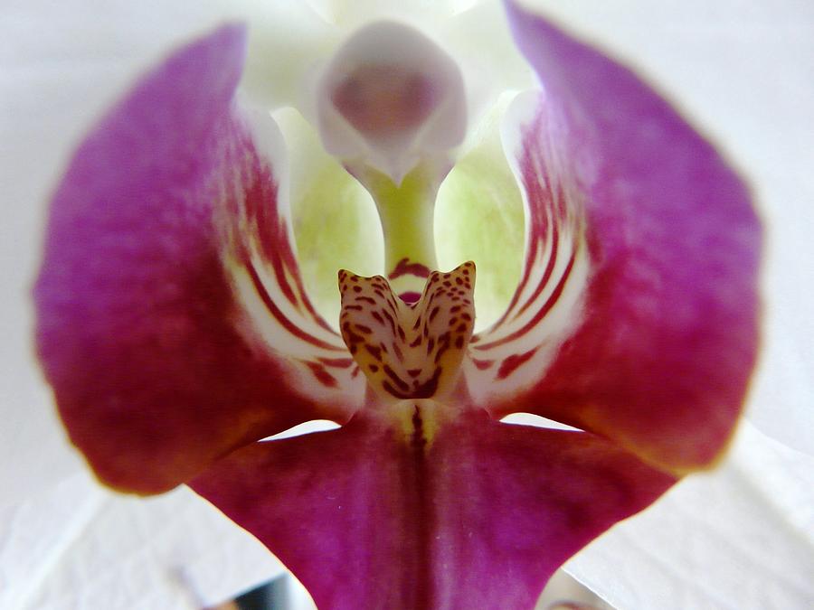 Phalaenopsis Orchid Detail Photograph by Valerie Ornstein