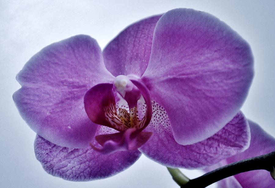 Phalaenopsis Orchid Photograph by Eileen Brymer