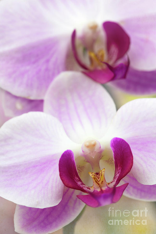 Phalaenopsis Orchid Photograph by Elena Nosyreva