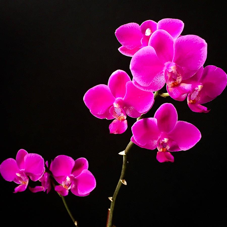Phalaenopsis Orchid - Fuchsia Photograph by Cristina Stefan
