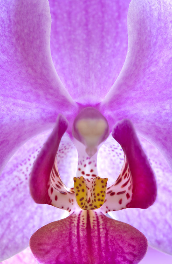 Phalaenopsis Orchid Photograph by George Robinson