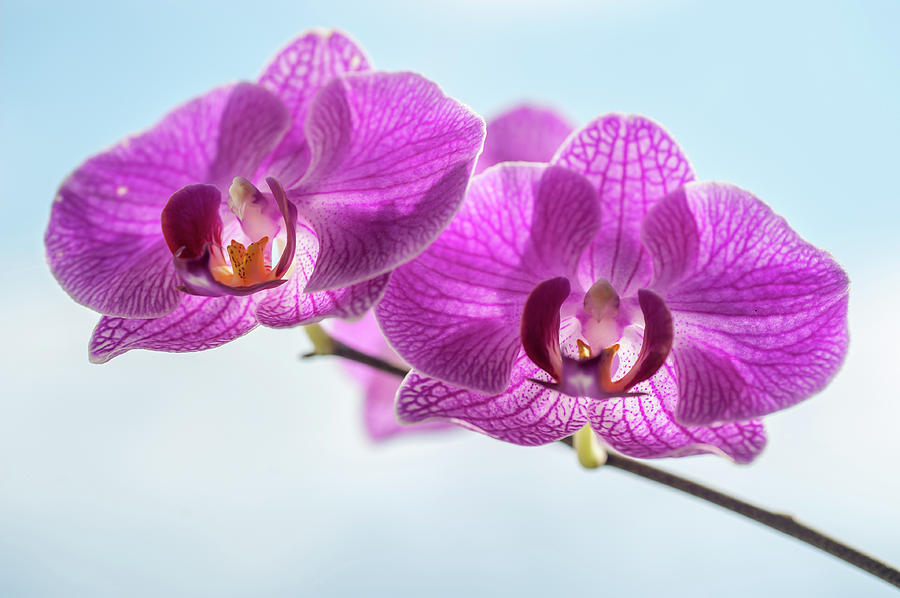 Phalaenopsis Orchid  Photograph by Jenny Rainbow