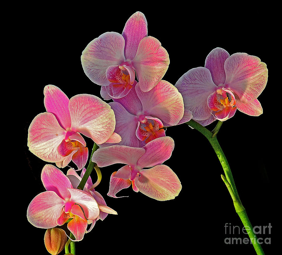 Phalaenopsis Orchid Photograph by Rodney Campbell