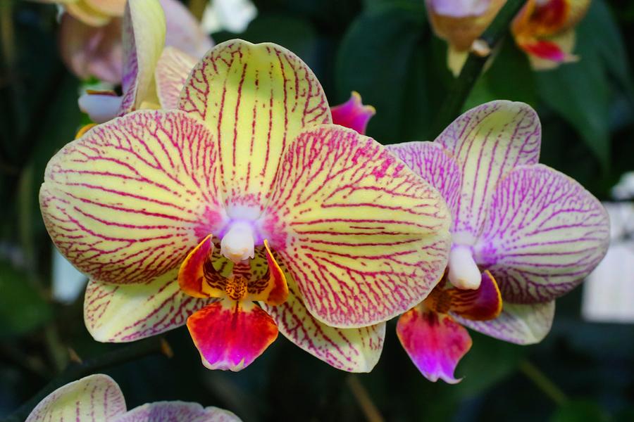 Phalaenopsis Orchids 3 Photograph by Kathryn Meyer - Fine Art America
