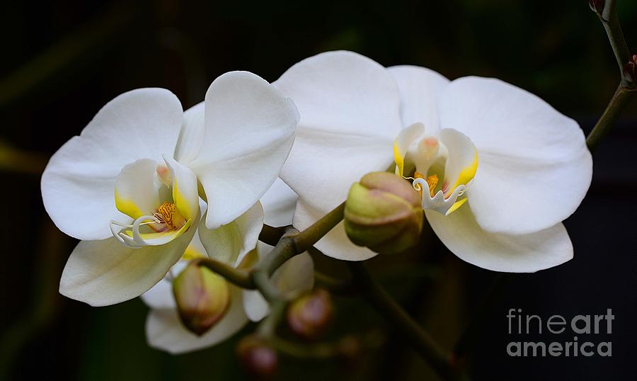 Phalaenopsis Orchids Photograph by Cindy Manero