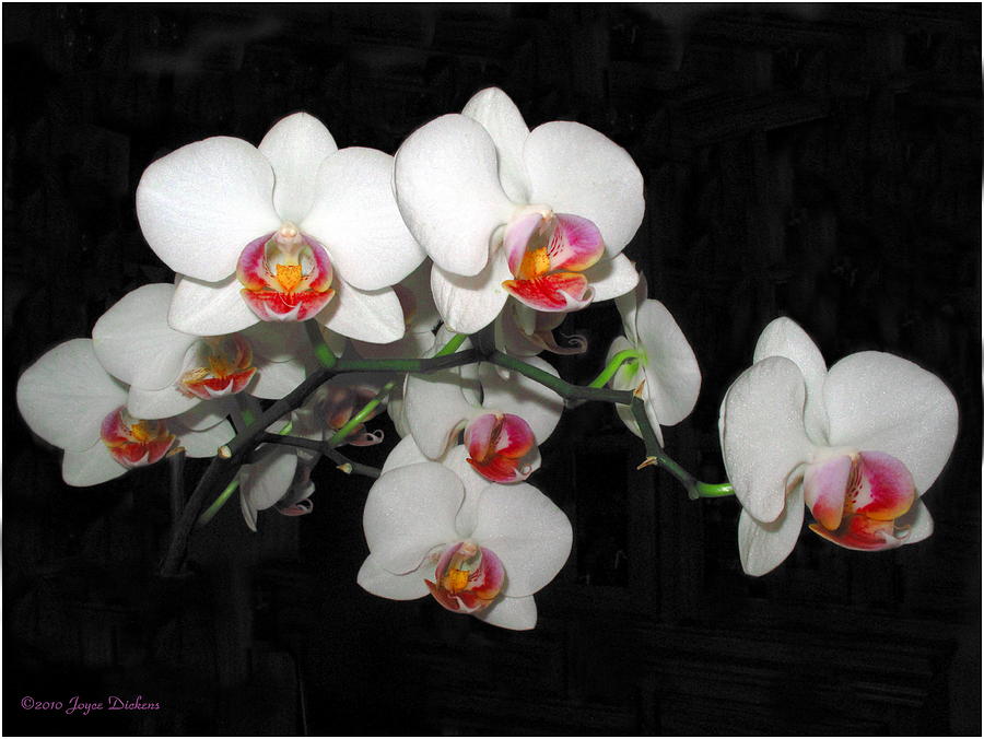 Phalaenopsis Orchids Photograph by Joyce Dickens