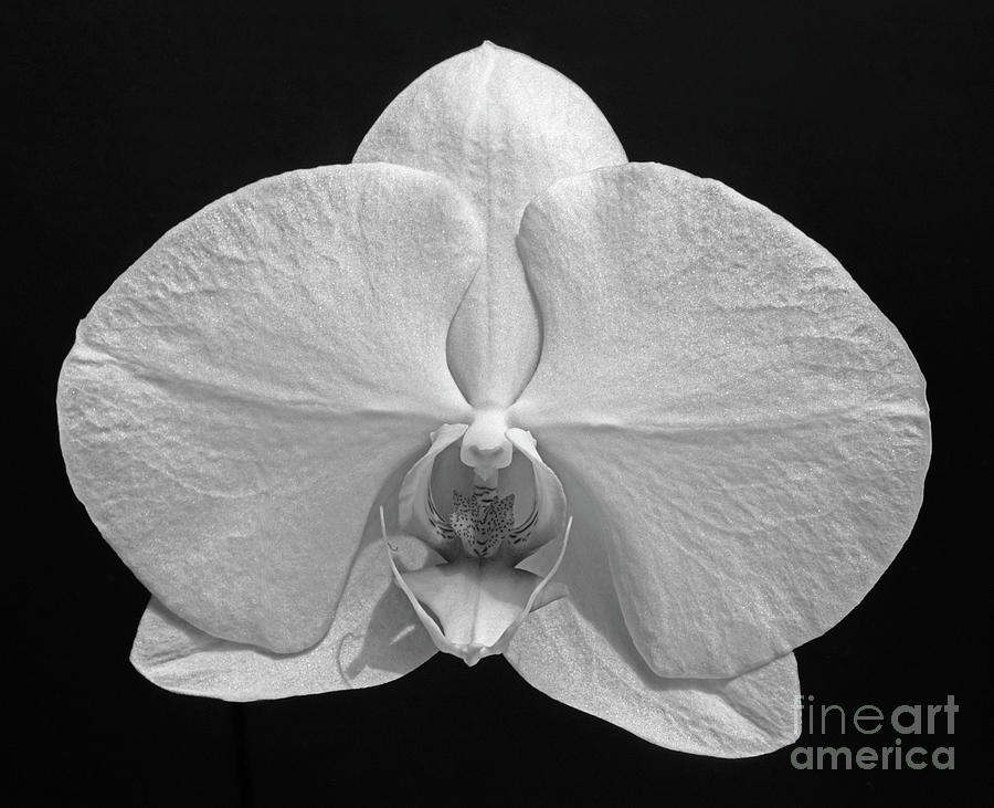 Phalaenopsis-Signed-#002 Photograph by J L Woody Wooden