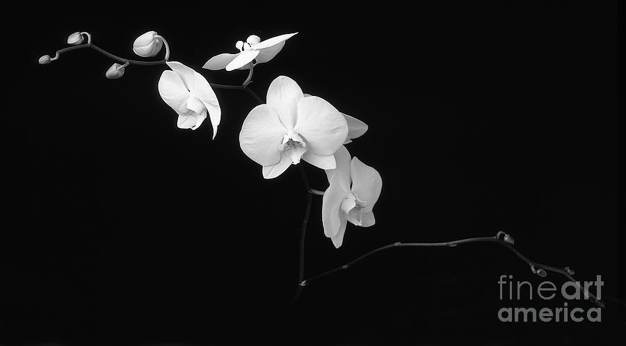 Phalaenopsis-Signed-#1 Photograph by J L Woody Wooden