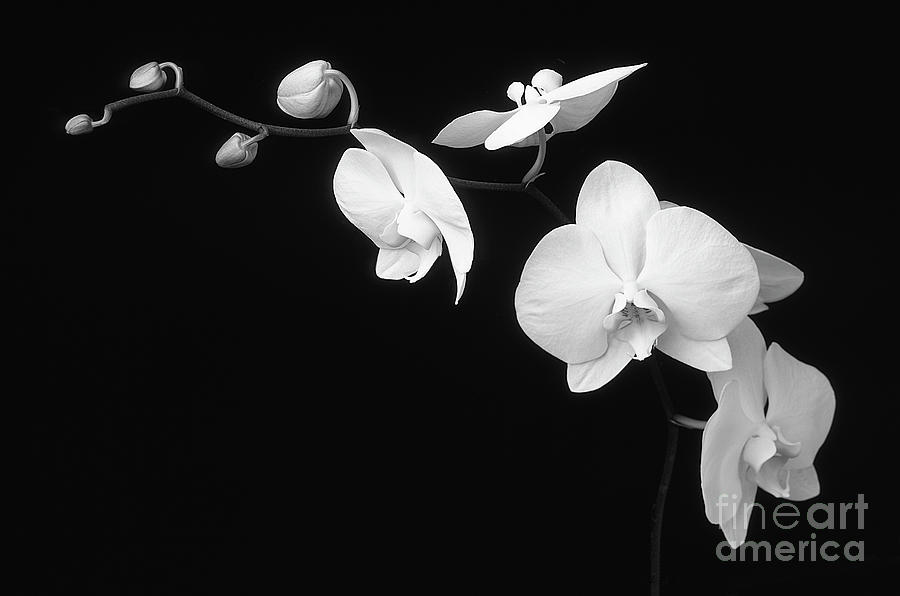 Phalaenopsis-Signed-#2 Photograph by J L Woody Wooden