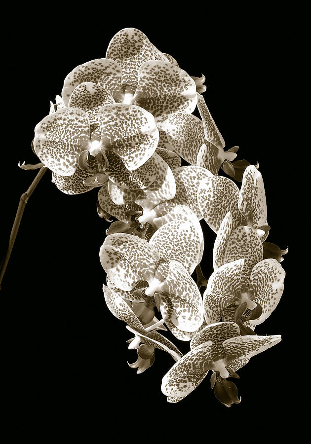 Phalaenopsis Photograph by Steven Sparks