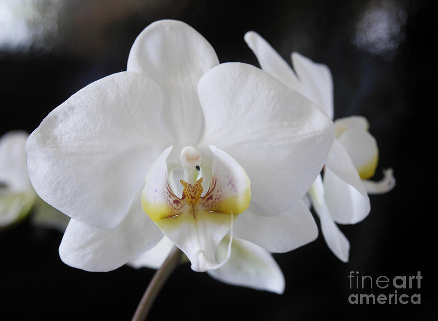 Phalaenopsis the White Moth Orchid Photograph by Brenda Kean