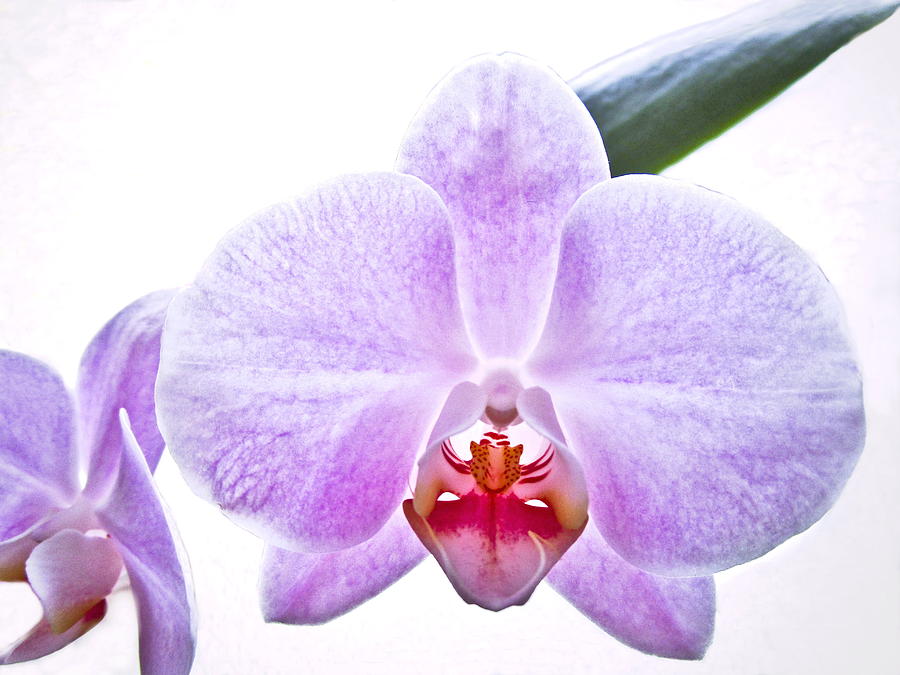Phaleonopsis Orchid Beauty Photograph by Joyce Dickens