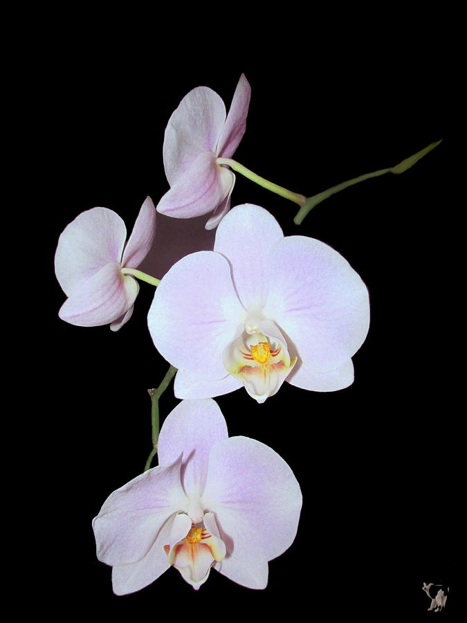 Phaleonopsis Orchid Delight 2 Photograph by Joyce Dickens