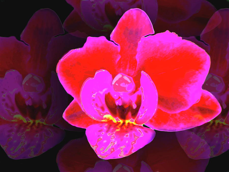 Phaleonopsis Orchid Digital Art Digital Art by Joyce Dickens