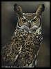Owl Painting - Phantom Gaze - Great Horned Owl by Rebecca Latham Owl Painting - Phantom Gaze - Great Horned Owl by Rebecca Latham