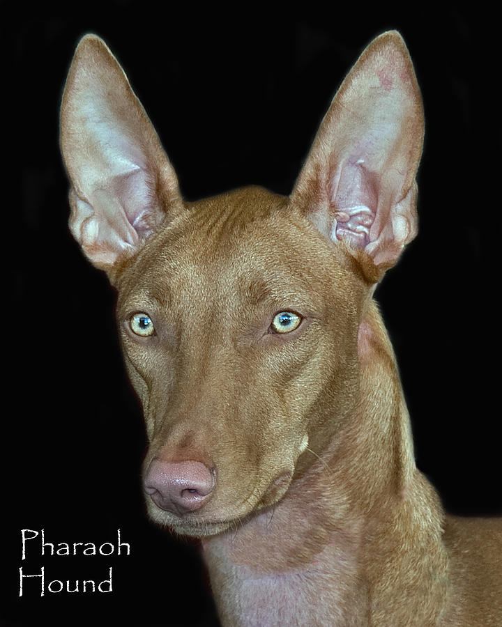 Pharaoh Hound Photograph by Larry Linton