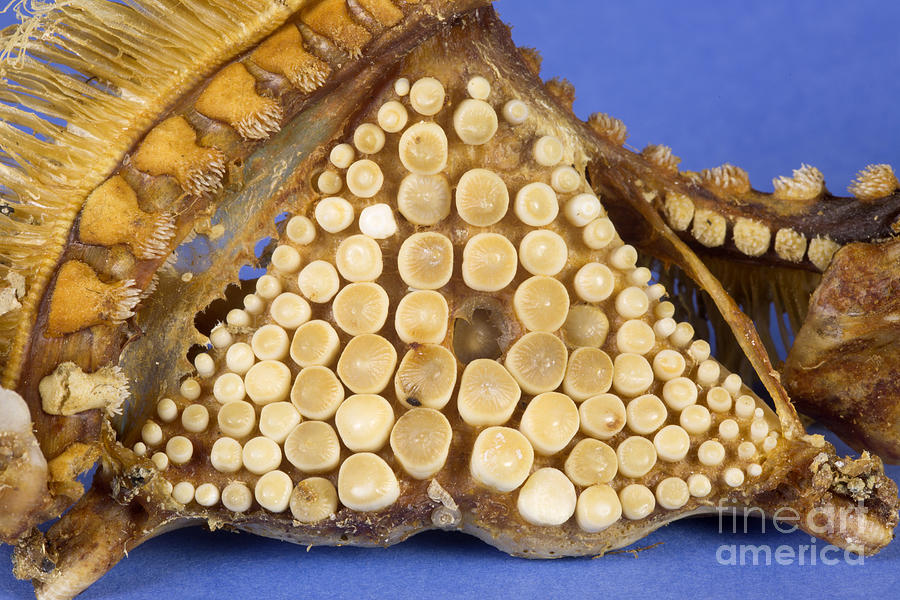 Pharyngeal Teeth From A Freshwater Drum Photograph by Ted Kinsman