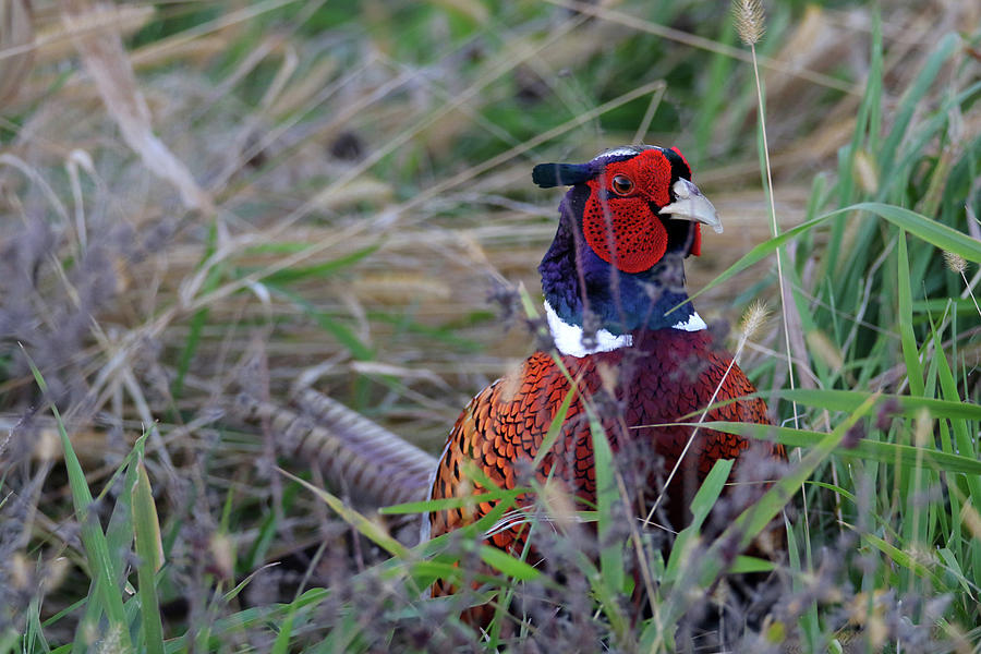 Pheasant 2 Photograph by Brook Burling