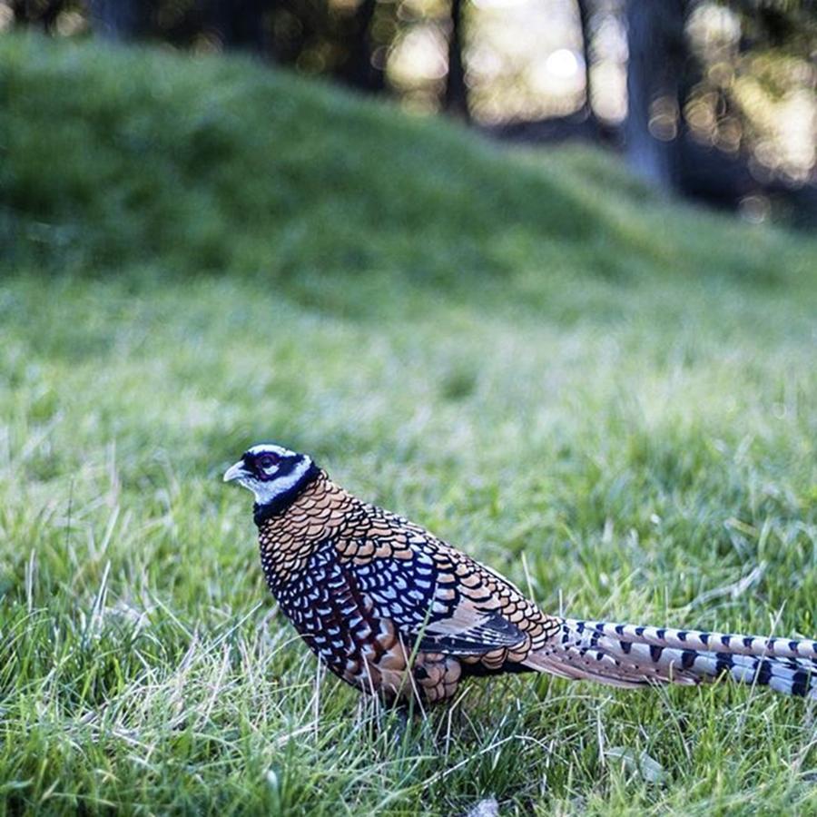 Pheasant Photograph by Aleck Cartwright