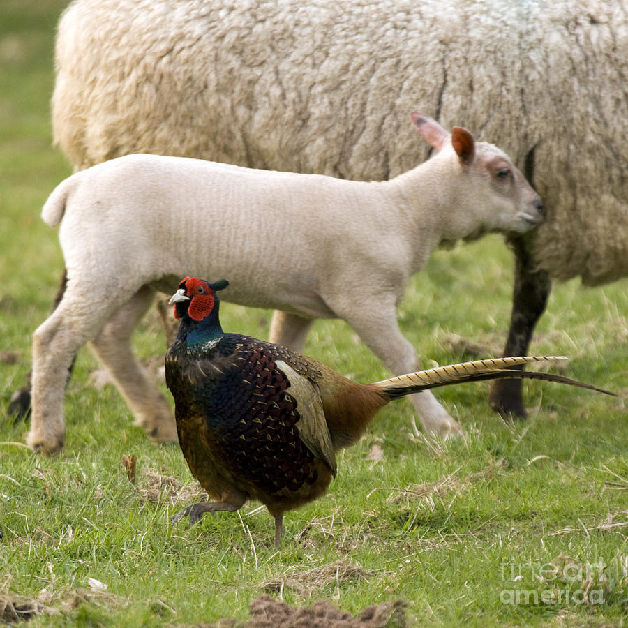 Pheasant And Lamb Photograph by Ang El