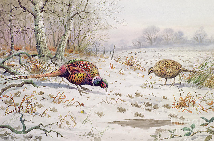 Bird Painting - Pheasant and Partridge Eating  by Carl Donner