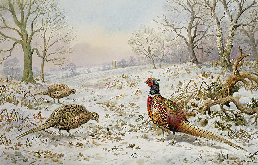 Pheasant and Partridges in a Snowy Landscape Painting by Carl Donner
