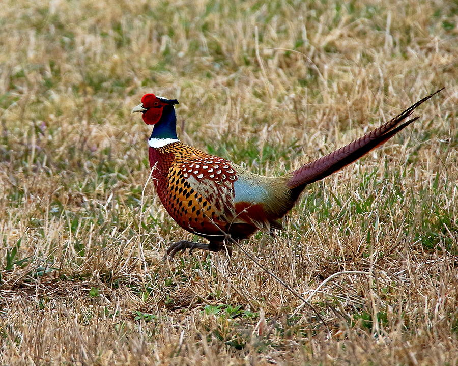 Pheasant Photograph by Arvin Miner