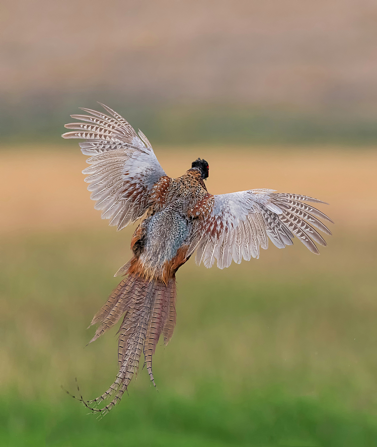 Pheasant Away Photograph by Loree Johnson